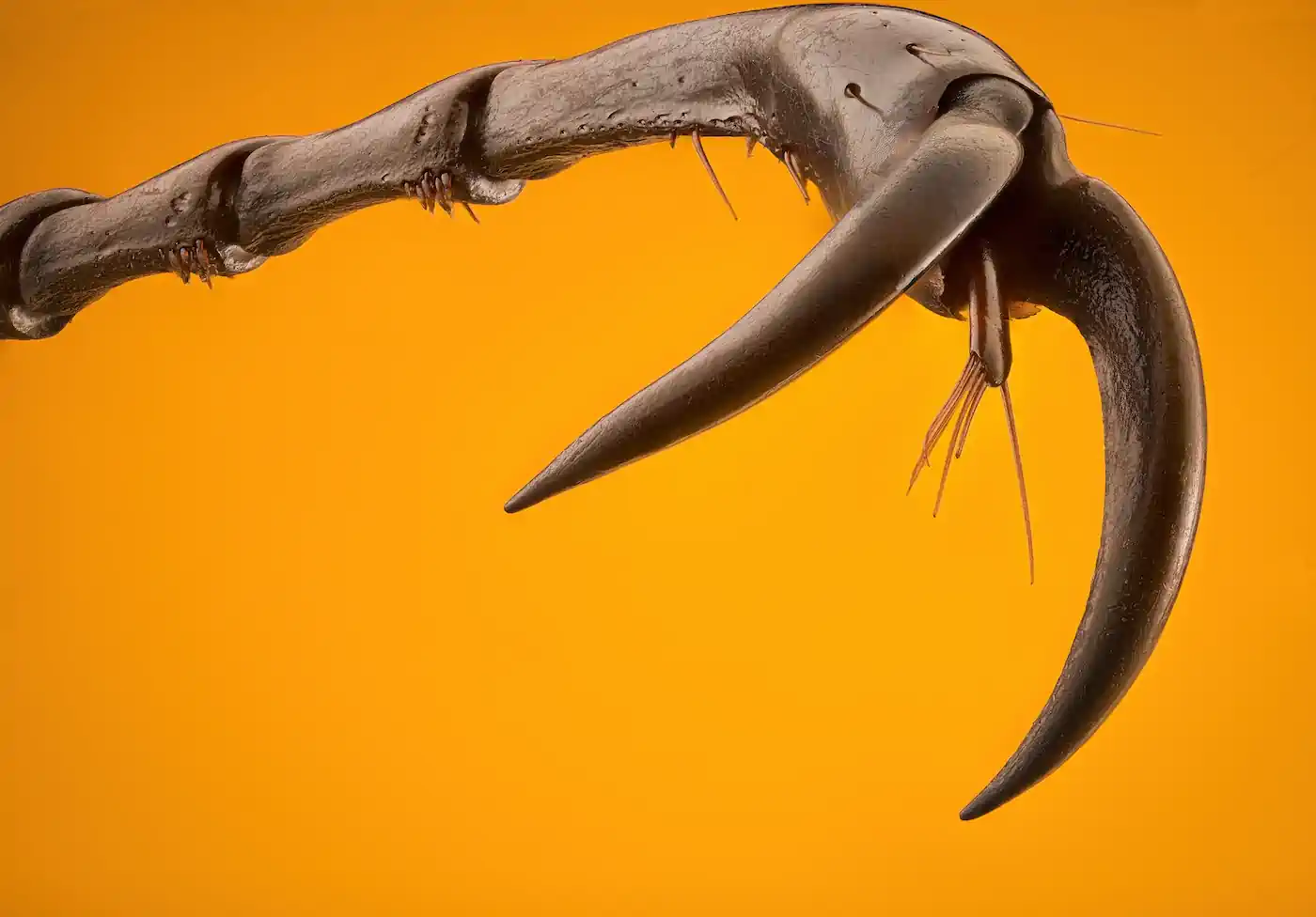 Claw of a Stag Beetle.