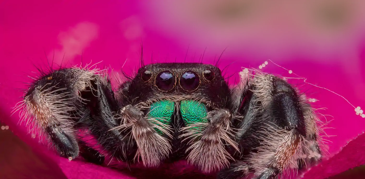 A Jumping Spider in pollen.