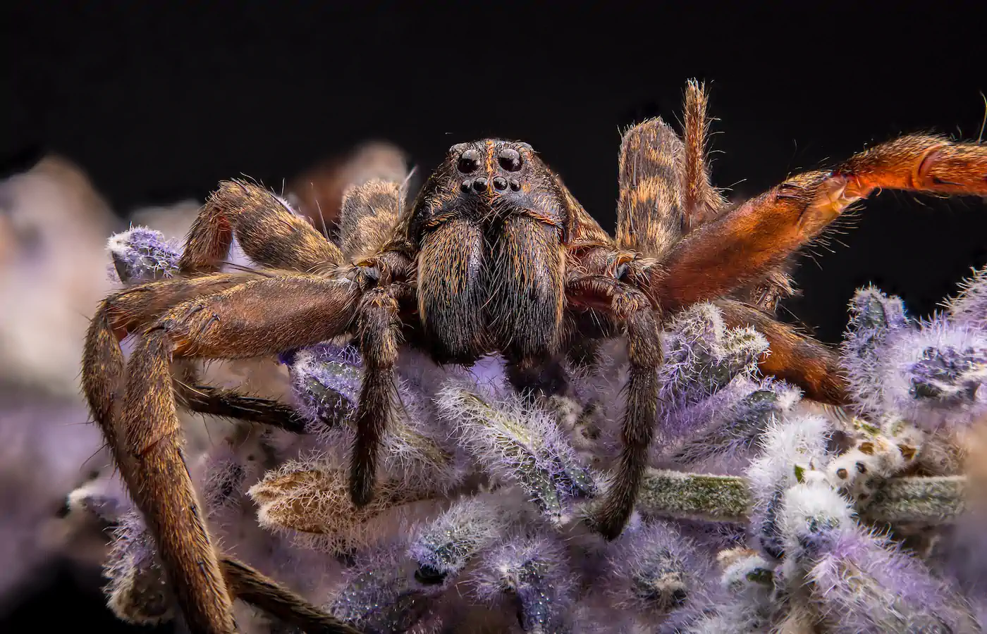 Wolf Spider on Lavender.