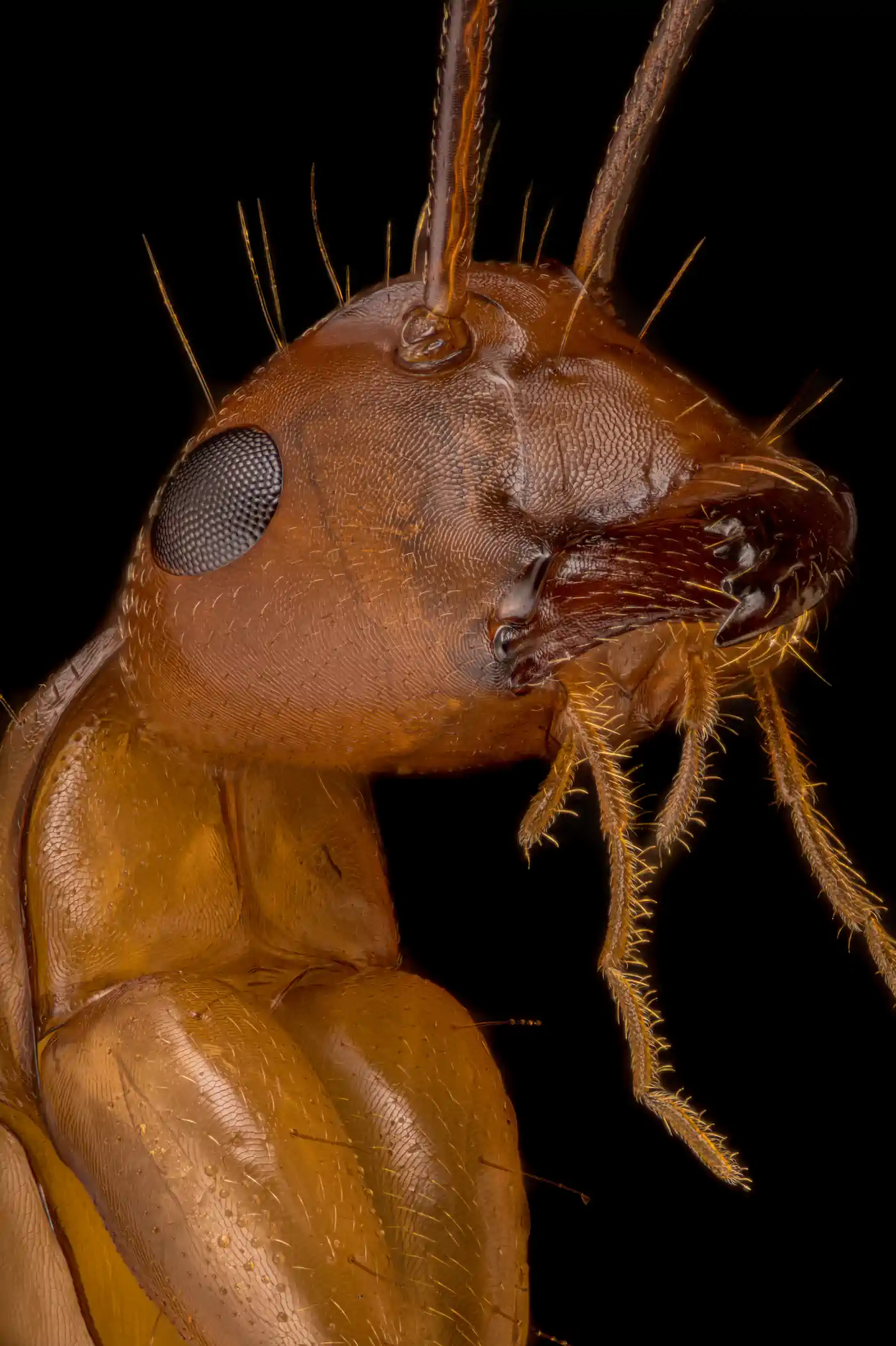 Close up of Red Ant head.