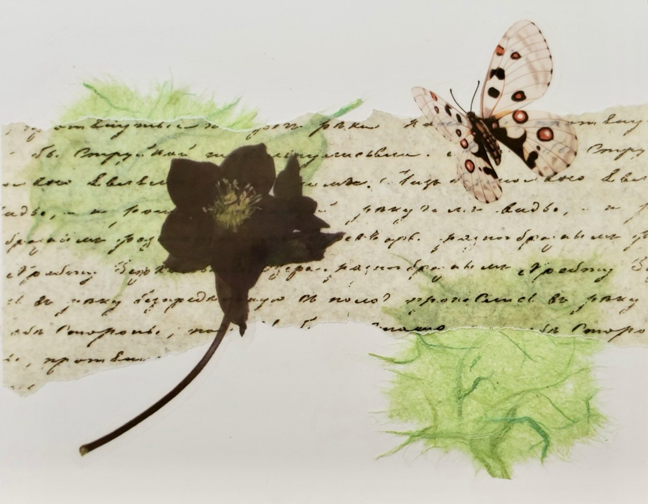 A delicate composition featuring a butterfly with red spots, a dark flower silhouette, and vintage handwriting on parchment, accented by soft green textures.