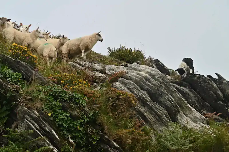 Sheep and a border collie stand on a rocky hillside. The sheep huddle together, while the collie is focused, possibly herding them. Lush greenery adds vibrancy.