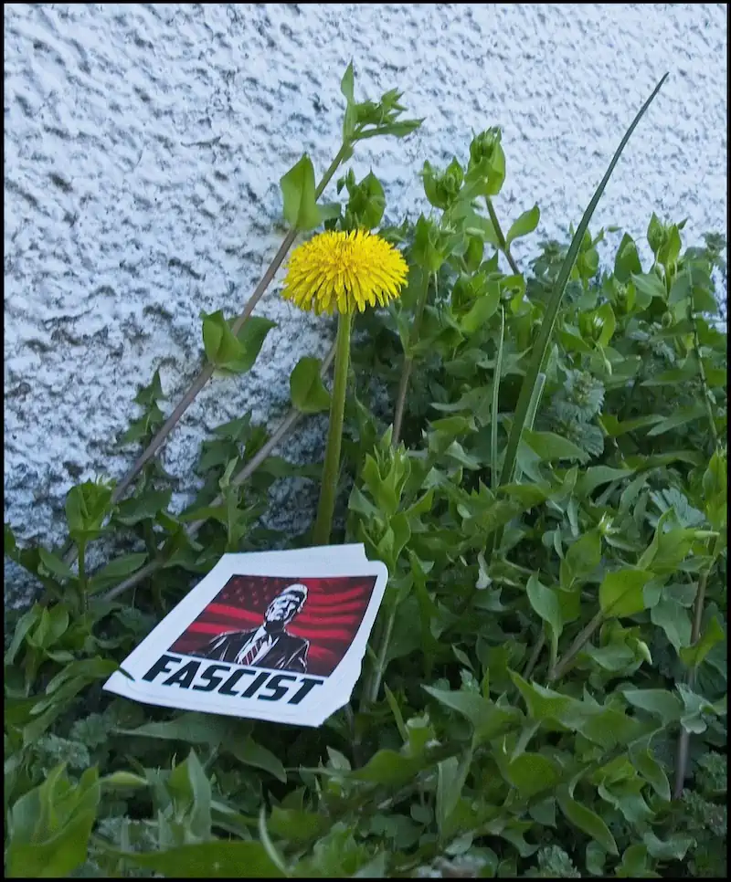 A single yellow dandelion blooms amid green leaves beside a white textured wall. A paper with "Fascist" and an image lies on the grass.
