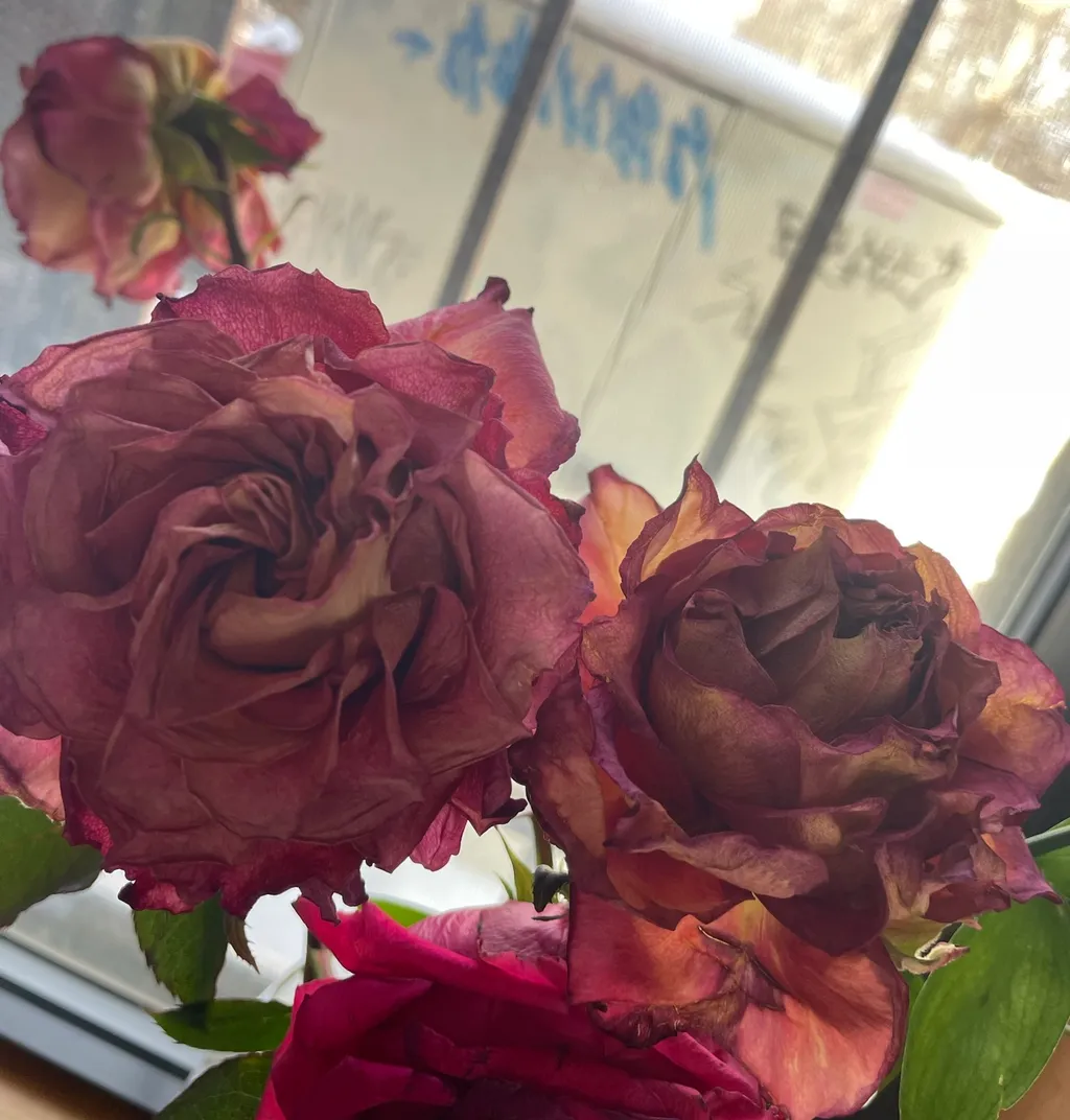 Close-up of wilted red roses with dried petals, positioned near a sunlit window. The scene conveys a sense of nostalgia and faded beauty.