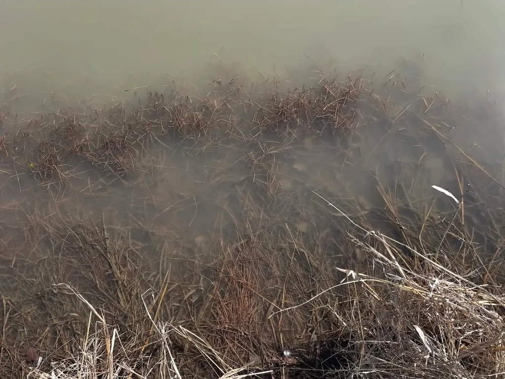 Murky water with submerged dry grass creates a rustic, natural scene. The sparse vegetation hints at a calm, desolate environment.