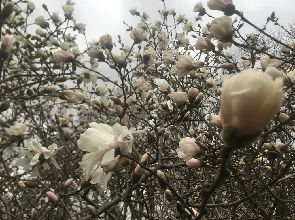 Blooming magnolia tree under a cloudy sky, with delicate white and pink flowers covering dark branches, evoking a serene, spring atmosphere.